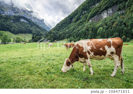 Herd of cow grazing on pasture and swiss alps in Seealpsee at Appenzell, Switzerland 108471831