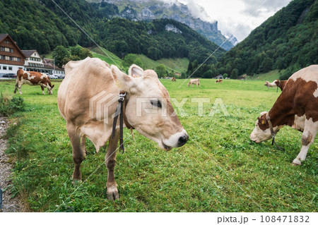 Herd of cow grazing on pasture and swiss alps in Seealpsee at Appenzell, Switzerland 108471832