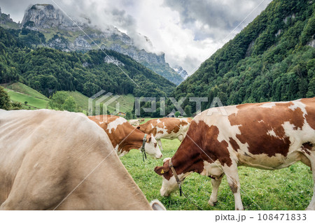 Herd of cow grazing on pasture and swiss alps in Seealpsee at Appenzell, Switzerland 108471833