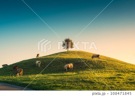 Scenic of sunrise over lonely tree on hill with herd of cow grazing grass in rural scene at Hirzel, Switzerland 108471845