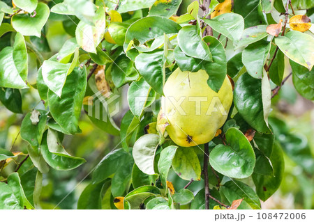 宮沢賢治の童話「風の又三郎」に出てくる酸っぱいカリンの実 宮沢賢治の童話「風の又三郎」に出てくる酸っぱいカリンの実 108472006