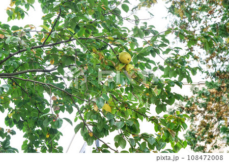 宮沢賢治の童話｢風の又三郎」に出てくる酸っぱいカリンの実 108472008