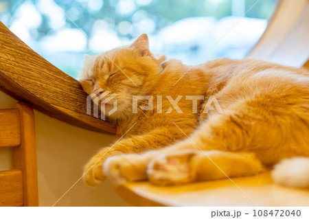 Orange cat sleep and relax on edge of glass window in the house in concept of relax time and resting Orange cat sleep and relax on edge of glass window in the house in concept of relax time and resting 108472040