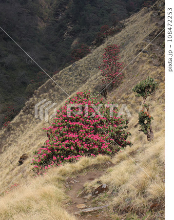 Blooming Laligurans and trail in Nepal. Blooming Laligurans and trail in Nepal. 108472253