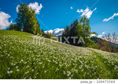 Blooming white daffodil flowers on the green glade in Slovenia Blooming white daffodil flowers on the green glade in Slovenia 108473569