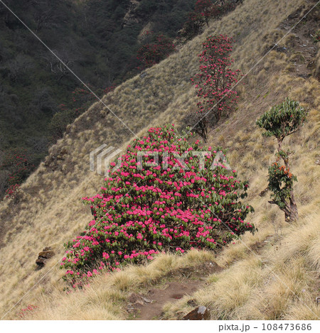 Blooming Laligurans and hiking trail in Nepal. Blooming Laligurans and hiking trail in Nepal. 108473686