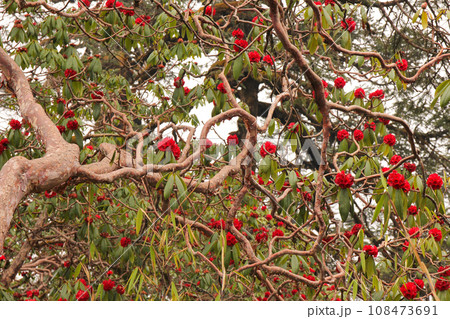 Branchesl of a red Laligurans tree in Nepal. Branchesl of a red Laligurans tree in Nepal. 108473691