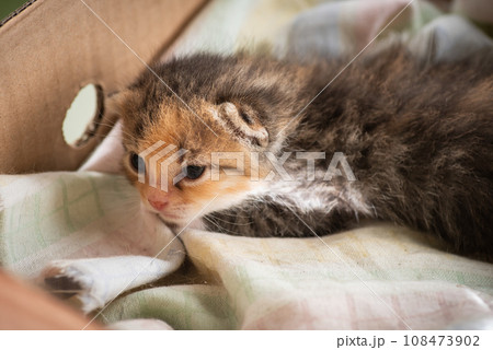 Sleepy colorful kitten in a box Sleepy colorful kitten in a box 108473902