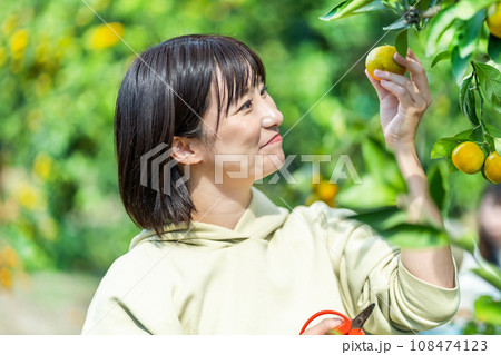 蜜柑狩りをする女性　休日に旅行 108474123