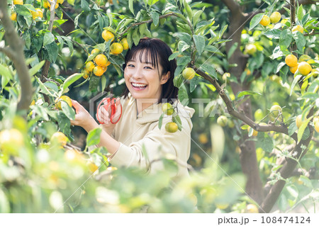 蜜柑狩りをする女性　休日に旅行 108474124