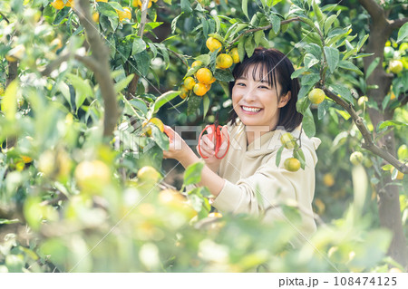 蜜柑狩りをする女性 休日に旅行 蜜柑狩りをする女性 休日に旅行 108474125
