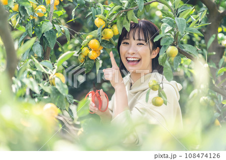 蜜柑狩りをする女性 休日に旅行 蜜柑狩りをする女性 休日に旅行 108474126