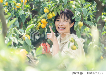 蜜柑狩りをする女性 休日に旅行 蜜柑狩りをする女性 休日に旅行 108474127
