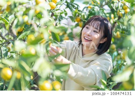 蜜柑狩りをする女性　休日に旅行 108474131