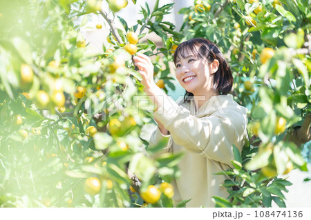 蜜柑狩りをする女性 休日に旅行 蜜柑狩りをする女性 休日に旅行 108474136