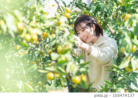 蜜柑狩りをする女性　休日に旅行 108474137