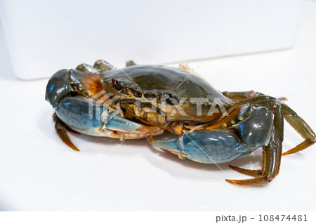 ノコギリガザミ、ドウマンガニ、蟹、カニ、ガザミ 108474481