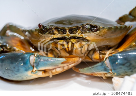 ノコギリガザミ、ドウマンガニ、蟹、カニ、ガザミ 108474483
