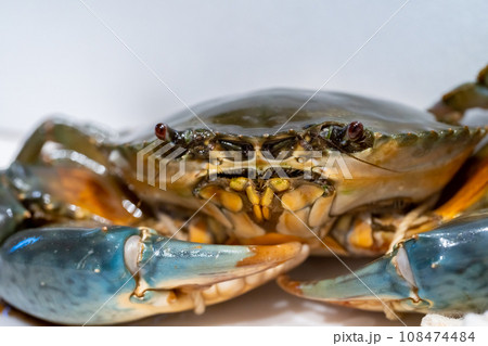 ノコギリガザミ、ドウマンガニ、蟹、カニ、ガザミ 108474484