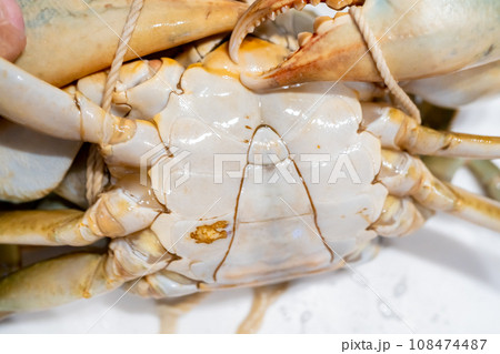 ノコギリガザミ、ドウマンガニ、蟹、カニ、ガザミ 108474487