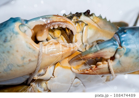 ノコギリガザミ、ドウマンガニ、蟹、カニ、ガザミ 108474489