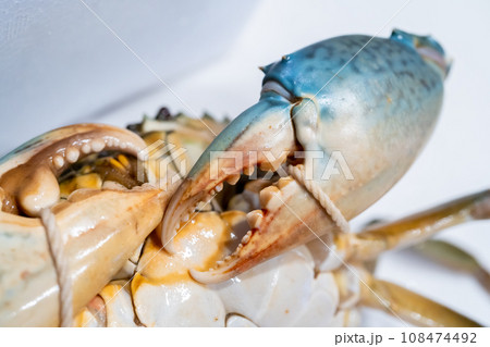 ノコギリガザミ、ドウマンガニ、蟹、カニ、ガザミ 108474492