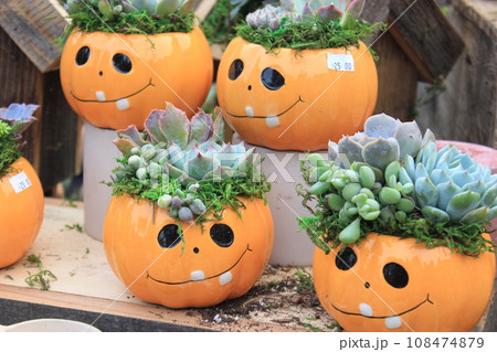 【アメリカ】秋のイベント、ハロウィン　パンプキンパッチに行こう！ 108474879