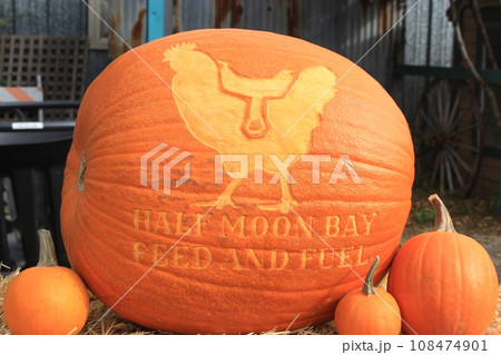【アメリカ】秋のイベント、ハロウィン パンプキンパッチに行こう! 【アメリカ】秋のイベント、ハロウィン パンプキンパッチに行こう! 108474901