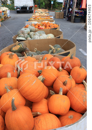 【アメリカ】秋のイベント、ハロウィン パンプキンパッチに行こう! 【アメリカ】秋のイベント、ハロウィン パンプキンパッチに行こう! 108474903