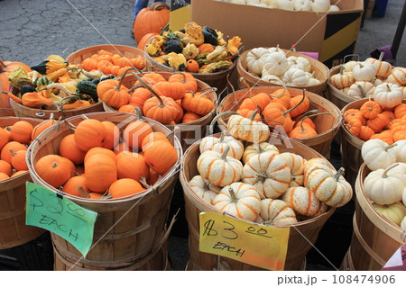 【アメリカ】秋のイベント、ハロウィン　パンプキンパッチに行こう！ 108474906