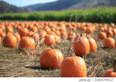 【アメリカ】秋のイベント、ハロウィン　パンプキンパッチに行こう！ 108474912