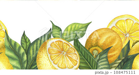 Watercolor lemon seamless border with leaves, lemons, cut lemon and slice. Hand painted fresh yellow fruits isolated on white background. Drawn Illustration for product design, print, fabric 108475111