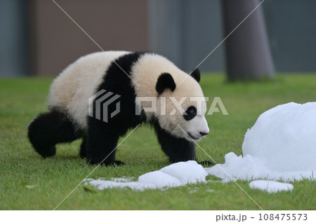 氷に興味を示す優浜 108475573