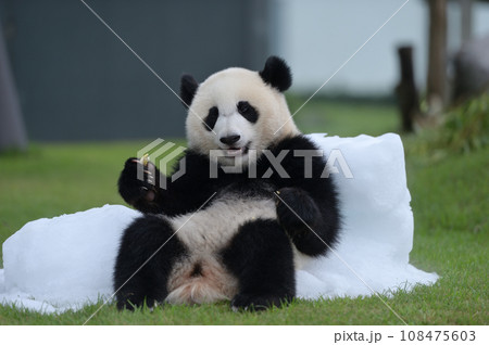 氷のソファーでおやつを食べる優浜 108475603
