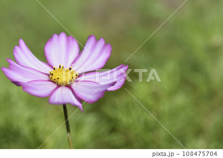 秋桜 秋桜 108475704