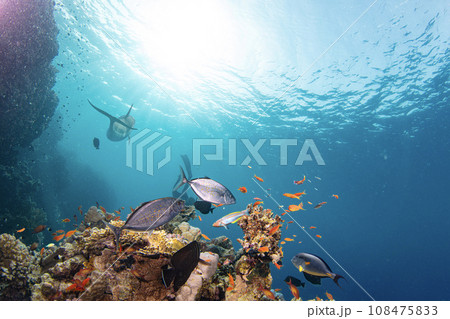 Underwater Tropical Corals Reef with colorful sea fish. Marine life sea world. Tropical colourful underwater panormatic seascape. 108475833