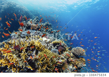 Underwater Tropical Corals Reef with colorful sea fish. Marine life sea world. Tropical colourful underwater panormatic seascape. 108475834