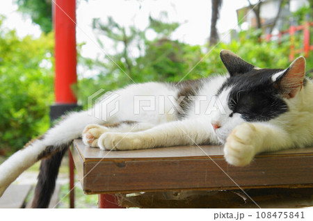 京都 伏見稲荷大社の休憩所で昼寝をする可愛らしい野良猫 108475841