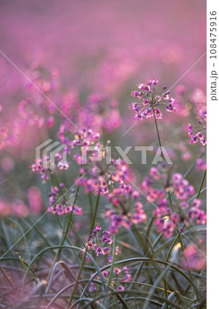 ラッキョウの花　（鳥取県北栄町産） 108475916