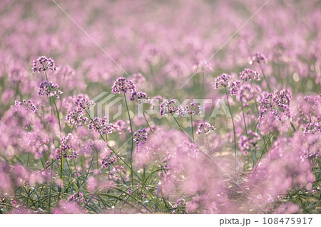 ラッキョウの花 (鳥取県北栄町産) ラッキョウの花 (鳥取県北栄町産) 108475917