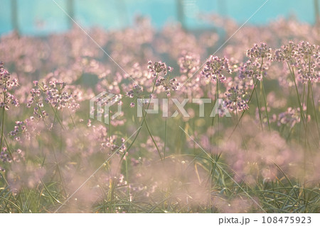 ラッキョウの花 (鳥取県北栄町産) ラッキョウの花 (鳥取県北栄町産) 108475923
