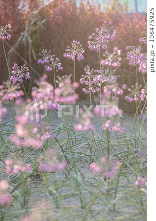 ラッキョウの花　（鳥取県北栄町産） 108475925