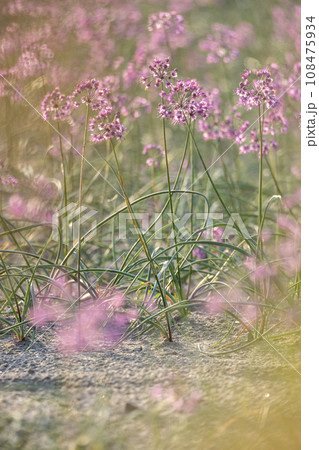 ラッキョウの花 (鳥取県北栄町産) ラッキョウの花 (鳥取県北栄町産) 108475934