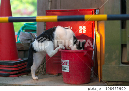 京都 伏見稲荷大社にて、消火用バケツの水を飲む野良猫 108475990