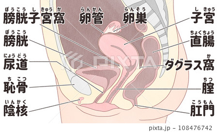 女性生殖器（内性器）の日本語図解イラスト わかりやすい人体解剖図のイラスト素材 [108476742] - PIXTA