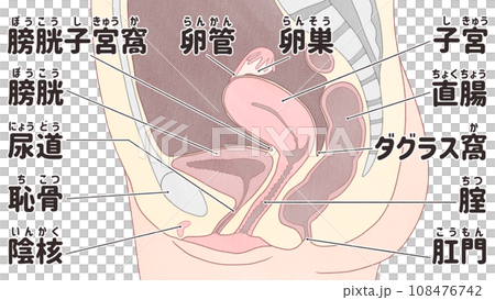 女性生殖器（内性器）の日本語図解イラスト　わかりやすい人体解剖図 108476742