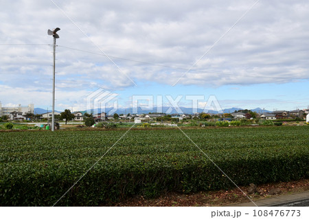 狭山茶の茶畑 狭山茶の茶畑 108476773