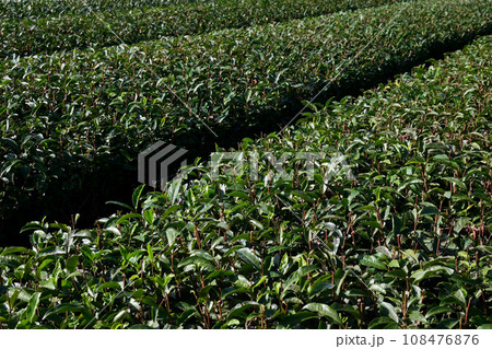 狭山茶の茶畑 狭山茶の茶畑 108476876