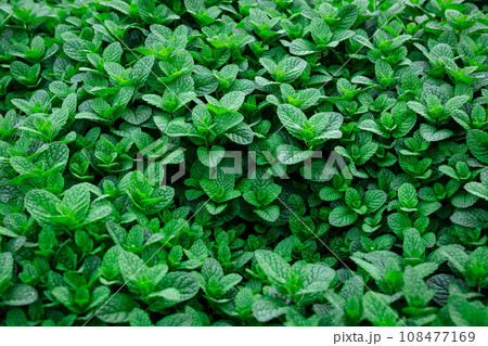 Mint plant grow at vegetable garden Mint plant grow at vegetable garden 108477169
