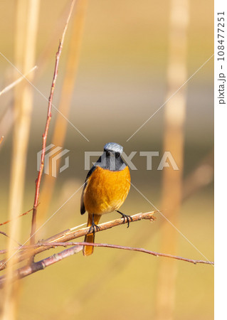 オスのジョウビダキ 108477251